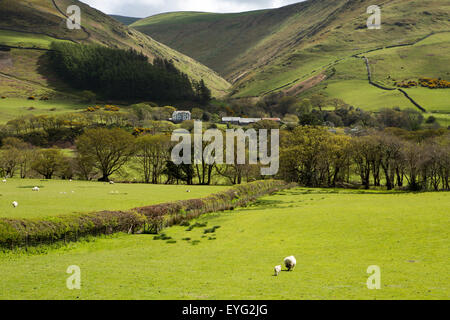 Dolgoch, Gwynedd, Wales, UK Afon Fathew Valley Schafbeweidung auf Ackerland auf Route der Tal-y-Llyn Eisenbahn Stockfoto