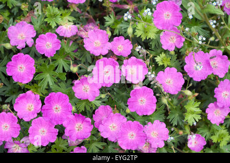 Blutstorchschnabel, Geranie, Sanguineum, Stockfoto