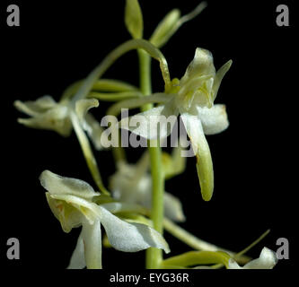 Grosses Zweiblatt; Listera ovata Stockfoto