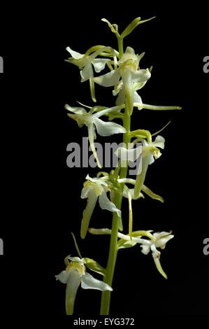 Grosses Zweiblatt; Listera ovata Stockfoto