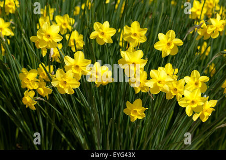 Duft-Narzisse, Narcissus X odorus, Jonquilla, Stockfoto