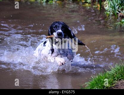 Schwarz-weißer Cocker-Spaniel-Hund, der einen Stock holt und in Wasser spritzt Stockfoto