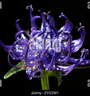 Halbkugelige Rapunzel; Phyteuma hemisphaericum Stockfoto