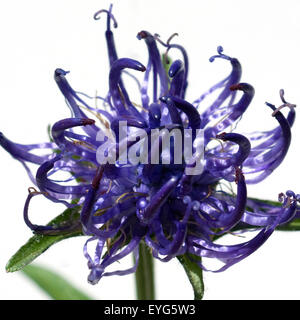 Halbkugelige Rapunzel; Phyteuma hemisphaericum Stockfoto