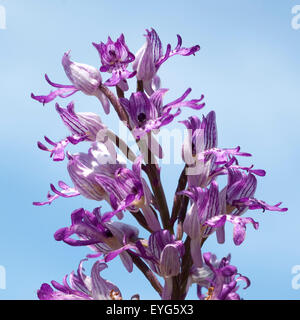 Helm-Knabenkraut, Orchis Militaris, Stockfoto