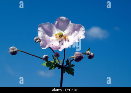 Herbstanemone Anemone, Festveranstaltung, Tomentosa, Stockfoto