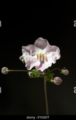 Herbstanemone Anemone, Festveranstaltung, Tomentosa, Stockfoto
