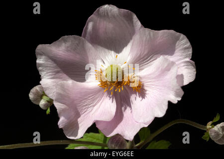 Herbstanemone Anemone, Festveranstaltung, Tomentosa, Stockfoto