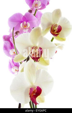 Schöne Orchidee hautnah über weißen isoliert Stockfoto