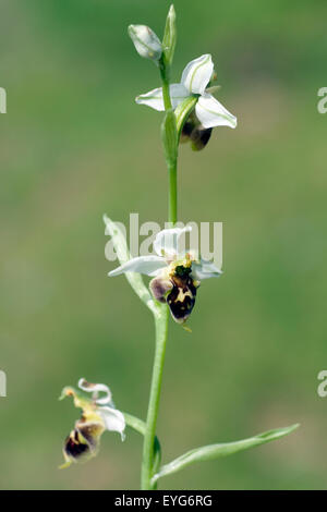 Hummel-Ragwurz, Ophrys Holoserica, Ragwurz, Orchidee Stockfoto