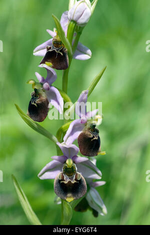 Hummel-Ragwurz, Ophrys Holoserica, Ragwurz, Orchidee Stockfoto