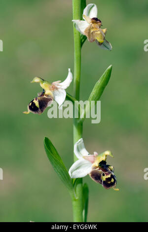 Hummel-Ragwurz, Ophrys Holoserica, Ragwurz, Orchidee Stockfoto