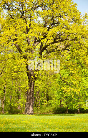 Große Feder Eiche Baum Stockfoto