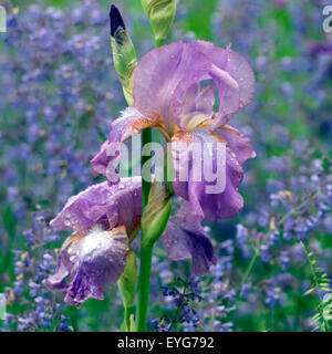 Iris Barbata elatior Stockfoto