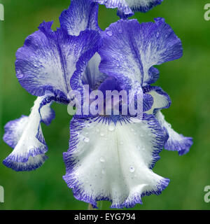 Iris Barbata elatior Stockfoto