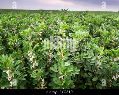 Bohnen-Ernte in Blumenzucht in einem Feld in der Nähe von Hauxley schlendern durch das Meer Northumberland-England Stockfoto