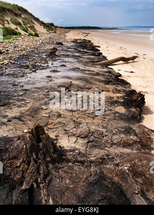 Baum Stamm bleibt im alten Torf am Hauxley Strand in der Nähe von schlendern durch das Meer Northumberland-England Stockfoto