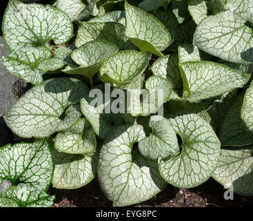 Kaukasusvergissmeinnicht, Brunnera, Macrophylla, Jack, Frost, Stockfoto