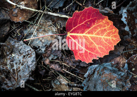 Lebhafte rote Blatt am Boden Herbst Stockfoto