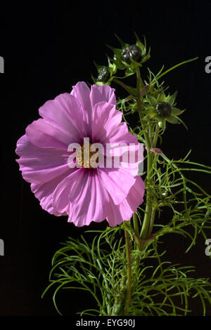 Kosmee; Kosmos; Bipinnatus; Schmuckkoerbchen; Sommerblume; Gartenblume; Stockfoto