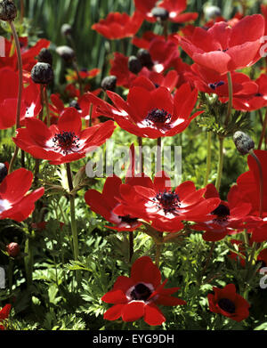 Kronenanemone, Anemone Coronaria, Anemone, Fäulnis, Blumen Stockfoto