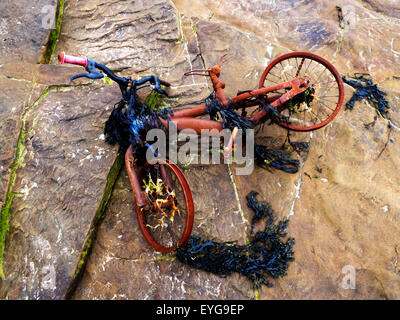 Rusty Childs Bike in Algen auf einem Felsen an einem Strand schlendern durch das Meer Northumberland England abgedeckt Stockfoto