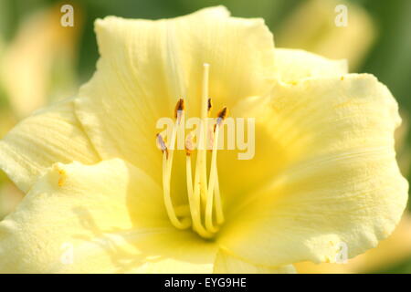 Die 'Stella Supreme' Lilie (Hemerocallis) ist eine beliebte Staude, freuen Sie sich auf duftende zitronengelbe Blüten mit blass grünen Schlund. Stockfoto