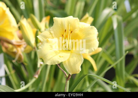 Die 'Stella Supreme' Lilie (Hemerocallis) ist eine beliebte Staude, freuen Sie sich auf duftende zitronengelbe Blüten mit blass grünen Schlund. Stockfoto