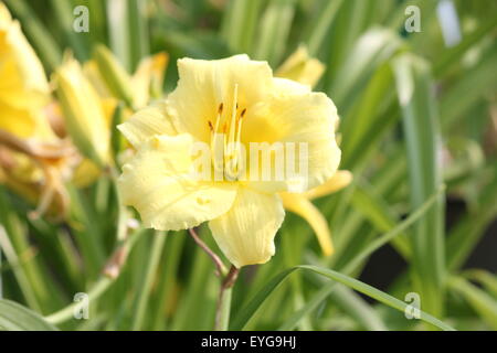Die 'Stella Supreme' Lilie (Hemerocallis) ist eine beliebte Staude, freuen Sie sich auf duftende zitronengelbe Blüten mit blass grünen Schlund. Stockfoto