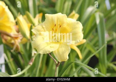 Die 'Stella Supreme' Lilie (Hemerocallis) ist eine beliebte Staude, freuen Sie sich auf duftende zitronengelbe Blüten mit blass grünen Schlund Stockfoto