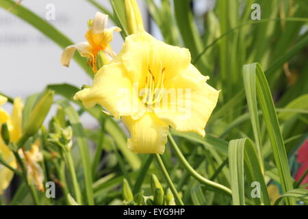 Die Taglilie 'Stella Supreme' (Hemerocallis) ist eine beliebte Staude, freuen Sie sich auf duftende zitronengelbe Blüten mit blass grün thro Stockfoto