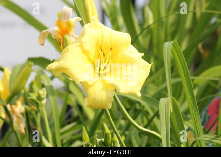 Die Taglilie 'Stella Supreme' (Hemerocallis) ist eine beliebte Staude, freuen Sie sich auf duftende zitronengelbe Blüten mit blass grün thro Stockfoto