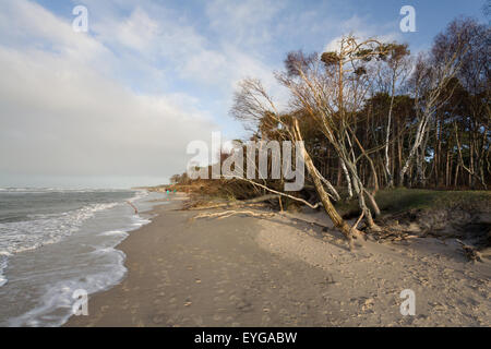 Ahrenshoop, Deutschland, Sturmschäden am westlichen Strand Stockfoto