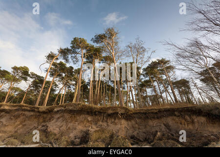 Ahrenshoop, Deutschland, Tropf Linie von den Klippen am westlichen Strand Stockfoto