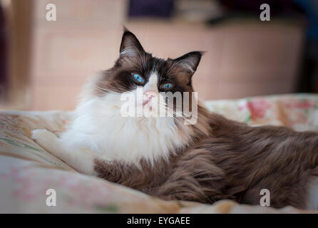 Ragdoll Katze auf einem Bett liegend zu warnen Stockfoto