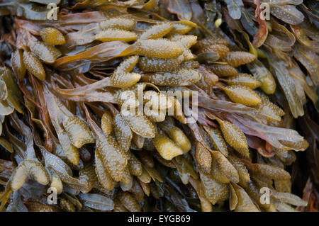 Nahaufnahme von Algen am Strand von Whitesands Bay, Pembrokeshire West Wales UK Stockfoto