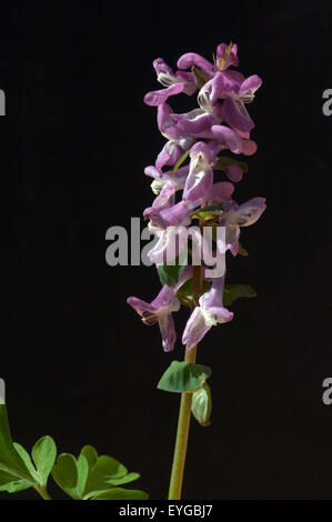 Laerchensporn; Corydalis Cava; Stockfoto