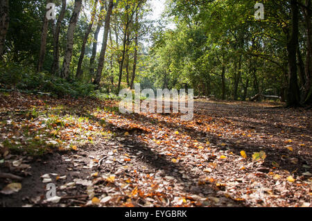 Herbst im Sherwood Forest National Nature Reserve, Edwinstowe Nottinghamshire England UK Stockfoto