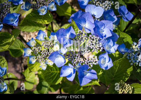 Hortensie Zorro Stockfoto