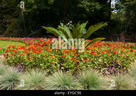 Blumen am Stadtpark Arboretum in Nottingham, Nottinghamshire, England UK Stockfoto