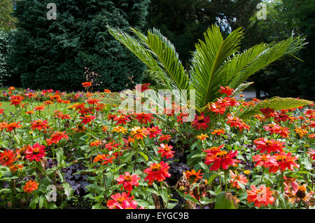 Blumen am Stadtpark Arboretum in Nottingham, Nottinghamshire, England UK Stockfoto