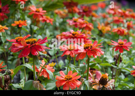 Blumen am Stadtpark Arboretum in Nottingham, Nottinghamshire, England UK Stockfoto