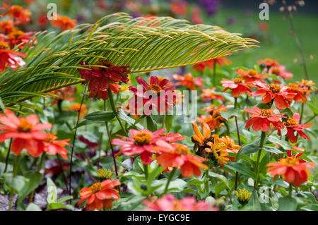 Blumen am Stadtpark Arboretum in Nottingham, Nottinghamshire, England UK Stockfoto