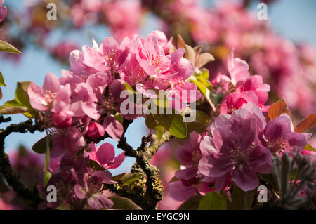 Spring Blossom am Stadtpark Arboretum in Nottingham, Nottinghamshire, England UK Stockfoto