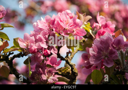 Spring Blossom am Stadtpark Arboretum in Nottingham, Nottinghamshire, England UK Stockfoto