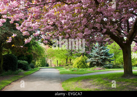 Spring Blossom am Stadtpark Arboretum in Nottingham, Nottinghamshire, England UK Stockfoto