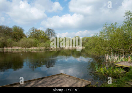 Martin Teich im Wollaton Nottinghamshire England UK Stockfoto