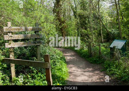 Harrisons Plantage in Wollaton Nottinghamshire England UK Stockfoto