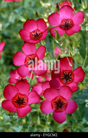 Roter Lein, Rubrum, Linum Grandiflorum, Stockfoto