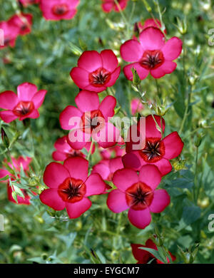 Roter Lein, Rubrum, Linum Grandiflorum, Stockfoto